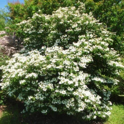 Summer Snowflake Viburnum -The Tree Center Summer Snowflake Viburnum 1 copy 600x600 1