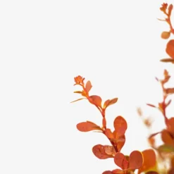 Sunjoy® Tangelo Barberry -The Tree Center SunJoy Tangelo Barberry 3G 02 copy 600x600 1