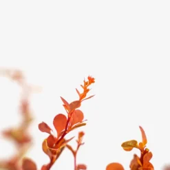 Sunjoy® Tangelo Barberry -The Tree Center SunJoy Tangelo Barberry 3G 03 copy 600x600 1