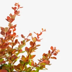 Sunjoy® Tangelo Barberry -The Tree Center SunJoy Tangelo Barberry 3G 05 copy 600x600 1