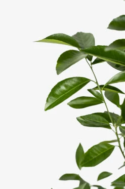 Sunburst Tangerine -The Tree Center Sunburst Tangerine 04 600x900 1