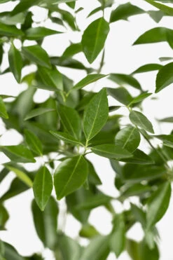 Sunburst Tangerine -The Tree Center Sunburst Tangerine 05 600x900 1