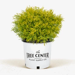 Sungold Sawara Cypress -The Tree Center Sungold Sawara Cypress 3G 01 2 600x600 1