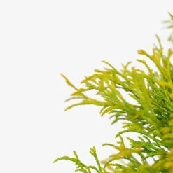 Sungold Sawara Cypress -The Tree Center Sungold Sawara Cypress 3G 02 copy 2 600x600 1