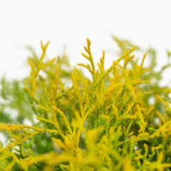 Sungold Sawara Cypress