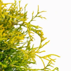 Sungold Sawara Cypress -The Tree Center Sungold Sawara Cypress 3G 04 copy 2 600x600 1