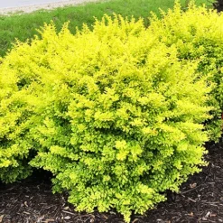 Sunjoy® Citrus Barberry -The Tree Center Sunjoy Citrus Barberry 1 copy jpg