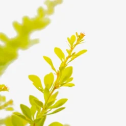 Sunjoy® Citrus Barberry