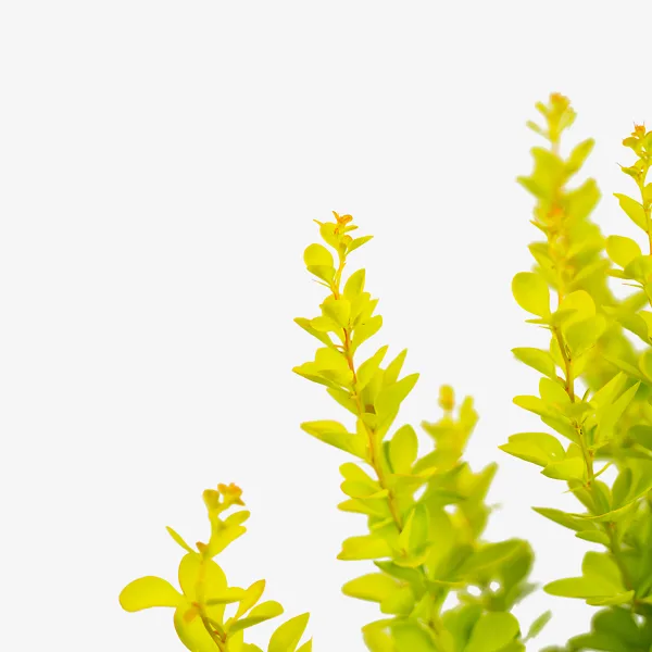 Sunjoy Gold Pillar® Barberry 4 Sunjoy Gold Pillar® Barberry - Image 4