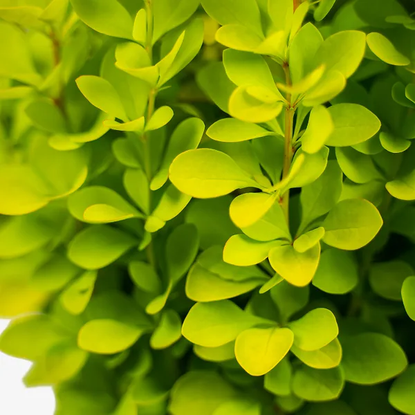 Sunjoy Gold Pillar® Barberry 1 Sunjoy Gold Pillar® Barberry