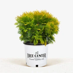 Sunkissed Arborvitae -The Tree Center Sunkist Arborvitae 3G 01 1 600x600 1