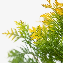 Sunkissed Arborvitae -The Tree Center Sunkist Arborvitae 3G 02 copy 2 600x600 1