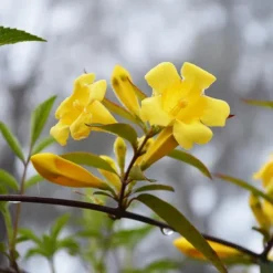 Carolina Jessamine -The Tree Center Sunseeker Carolina Jessamine 2 copy jpg webp