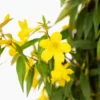 Sunseeker Carolina Jessamine