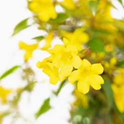 Sunseeker Carolina Jessamine -The Tree Center Sunseeker Carolina Jessamine 3G 04 copy 600x600 1