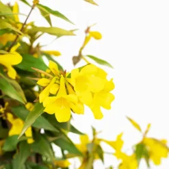 Sunseeker Carolina Jessamine -The Tree Center Sunseeker Carolina Jessamine 3G 05 copy 600x600 1