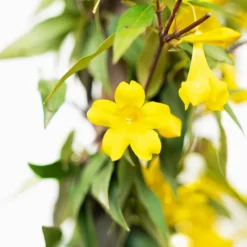 Sunseeker Carolina Jessamine -The Tree Center Sunseeker Carolina Jessamine 3G 06 copy scaled 600x600 1