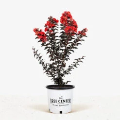 Sunset Magic Crape Myrtle -The Tree Center Sunset Magic Crape Myrtle 3G 01 1 600x600 1