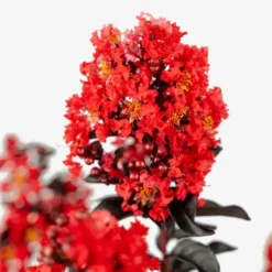 Sunset Magic Crape Myrtle