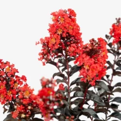 Sunset Magic Crape Myrtle -The Tree Center Sunset Magic Crape Myrtle 3G 07 copy jpg webp e1694448742474 600x600 1