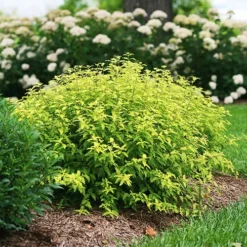 Sunshine Blue® Bluebeard -The Tree Center Sunshine Blue Bluebeard 2 copy jpg webp