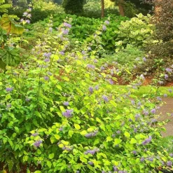 Sunshine Blue® Bluebeard -The Tree Center Sunshine Blue Bluebeard 4 copy jpg webp