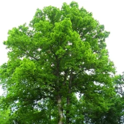 Swamp Chestnut Oak Tree