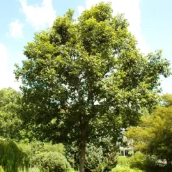 Swamp Chestnut Oak Tree -The Tree Center Swamp Chestnut Oak Tree 3 copy jpg webp