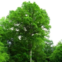 Swamp Chestnut Oak Tree -The Tree Center Swamp Chestnut Oak Tree 4 copy jpg webp