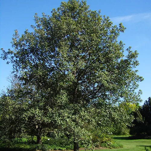 Swamp White Oak 1 Swamp White Oak