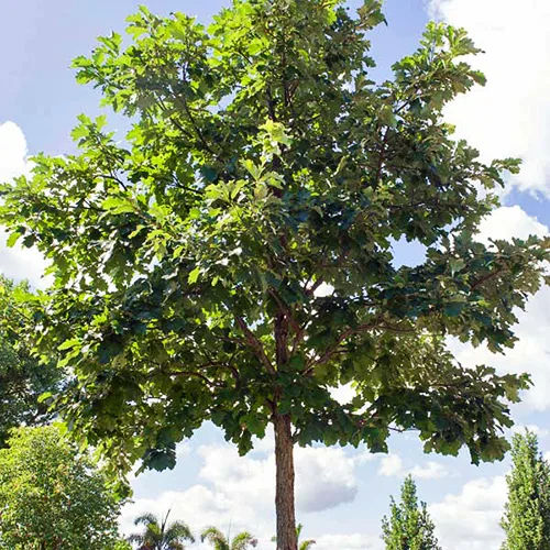 Swamp White Oak 3 Swamp White Oak - Image 3