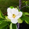 Sweetbay Magnolia