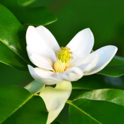 Sweetbay Magnolia -The Tree Center Sweetbay Magnolia 3 copy 600x600 1