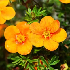 Tangerine Cinquefoil