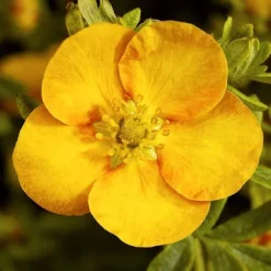 Tangerine Cinquefoil -The Tree Center Tangerine Cinquefoil 3 copy jpg webp