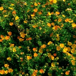 Tangerine Cinquefoil -The Tree Center Tangerine cinquefoil copy 2 jpg webp