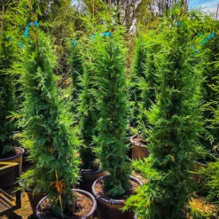 Taylor Juniper -The Tree Center Taylor Juniper 01 600x600 1