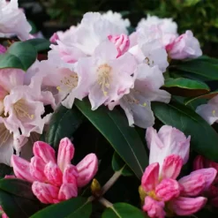 Teddy Bear Rhododendron -The Tree Center Teddy Bear Rhododendron 1 copy 600x600 1