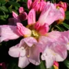 Teddy Bear Rhododendron