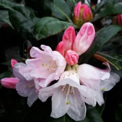 Teddy Bear Rhododendron -The Tree Center Teddy Bear Rhododendron 4 copy jpg