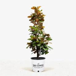 Teddy Bear Southern Magnolia -The Tree Center Teddy Bear Southern Magnolia 7G 01 1 600x600 1