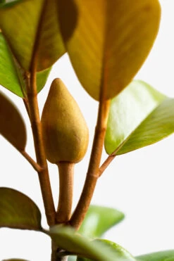 Teddy Bear Southern Magnolia -The Tree Center Teddy Bear Southern Magnolia 7G 05 copy 600x900 1