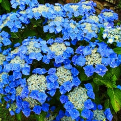 Teller Blue Hydrangea -The Tree Center Teller Blue Hydrangea 1 600x600 1