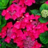 Teller Red Hydrangea
