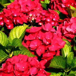 Teller Red Hydrangea -The Tree Center Teller Red Hydrangea 4 600x600 1