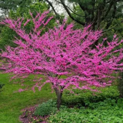 Texas Redbud Tree 6 Texas Redbud Tree -The Tree Center Texas Redbud Tree 2 copy 600x600 1