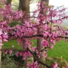 Texas Redbud Tree