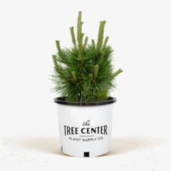 Thunderhead Pine -The Tree Center Thunderhead Pine 5G 01 1 600x600 1