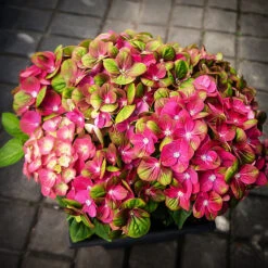 Tilt-A-Swirl Hydrangea
