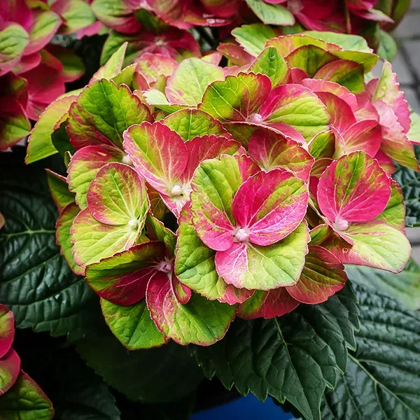 Tilt-A-Swirl Hydrangea 2 Tilt-A-Swirl Hydrangea - Image 2